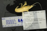 Image of Procambarus clemmeri